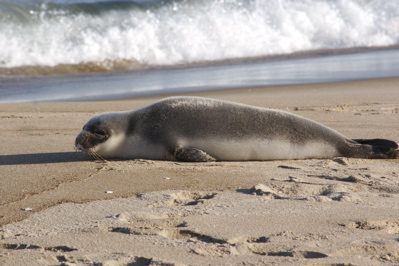 Seal, Plum Island, January 07