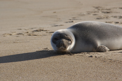 Seal up close, Plum Island, January 07